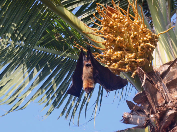 Indian flying fox