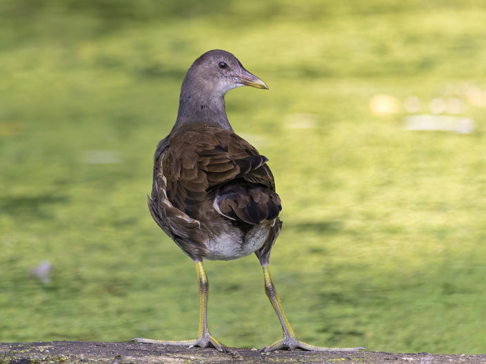 Young eurasian coot