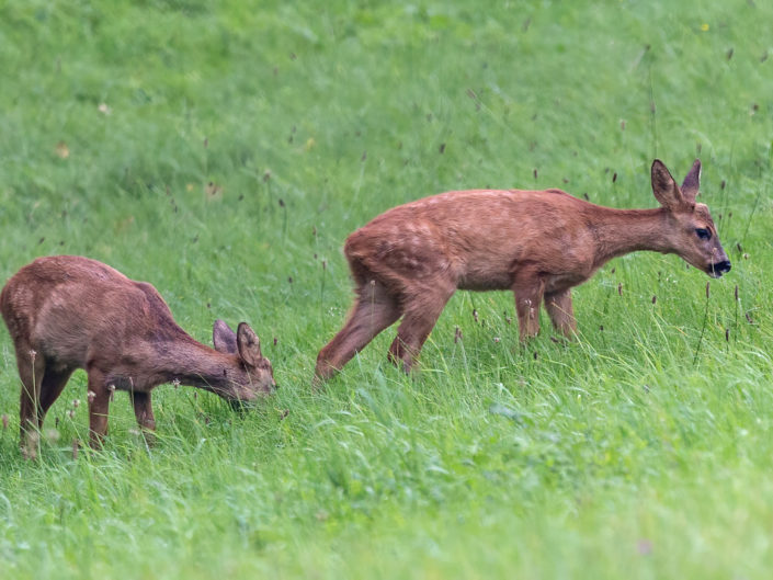 Roe deer