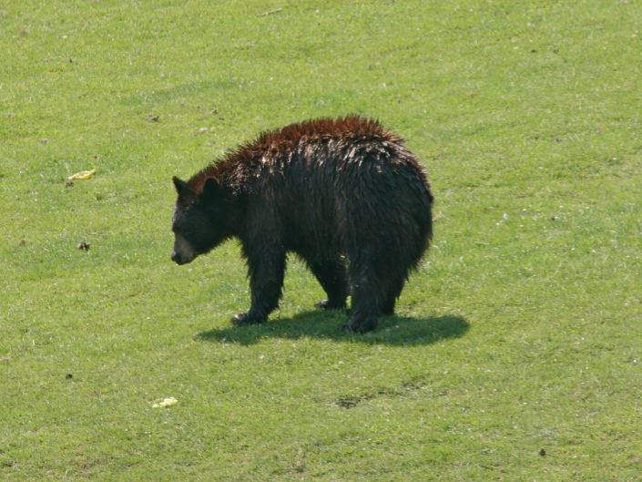 American black bear