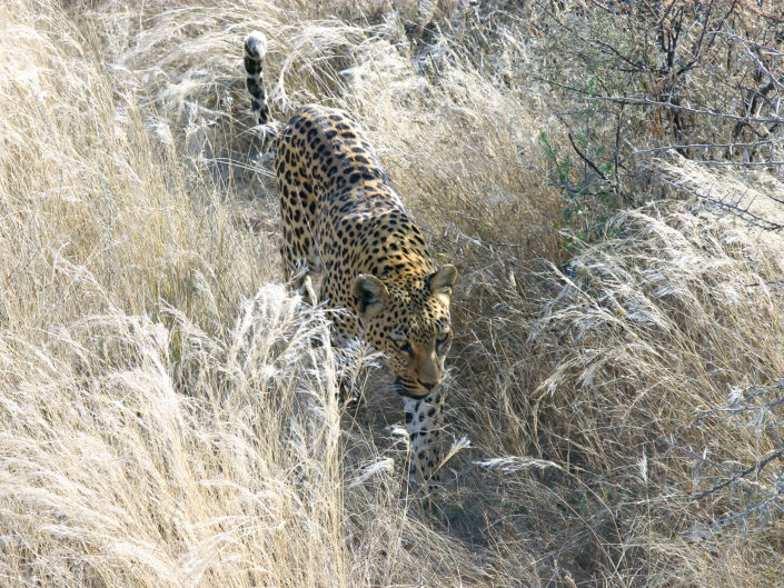 African leopard