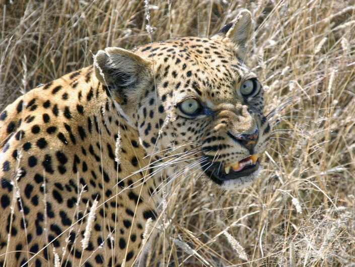 African leopard