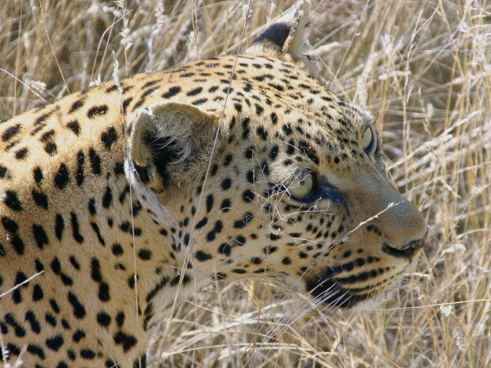 African leopard