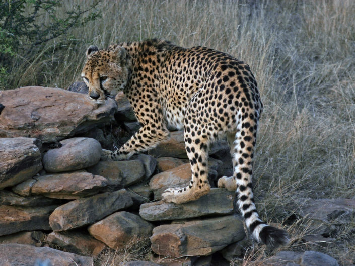 Southeast African cheetah