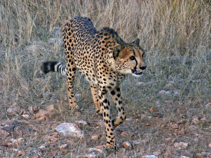 Southeast African cheetah