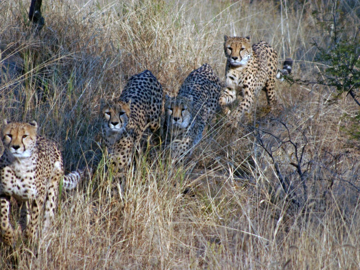 Southeast African cheetah