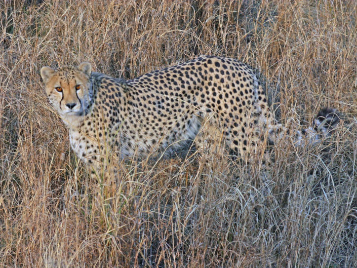 Southeast African cheetah