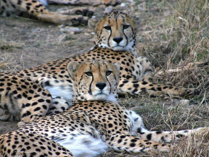 Southeast African cheetah