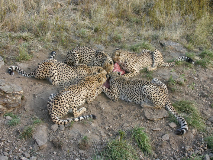 Southeast African cheetah