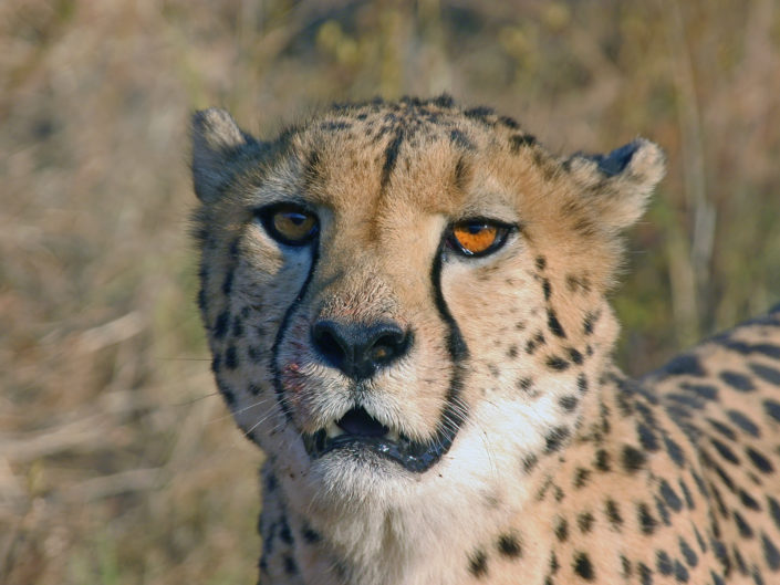 Southeast African cheetah