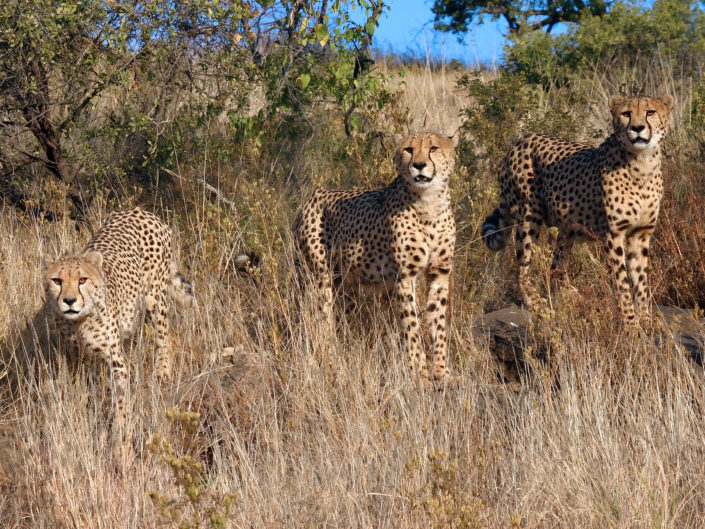 Southeast African cheetah