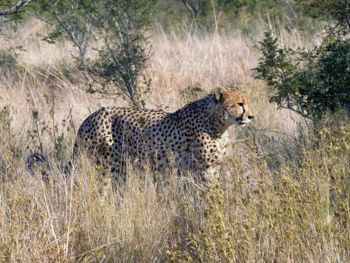Southeast African cheetah