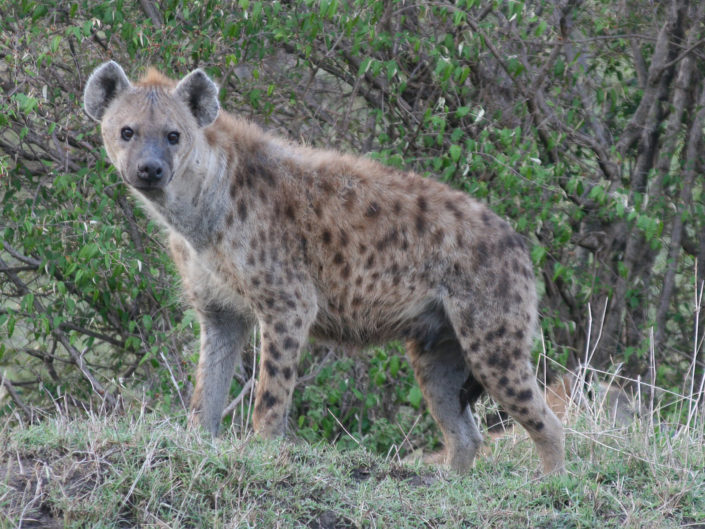 Spotted hyena