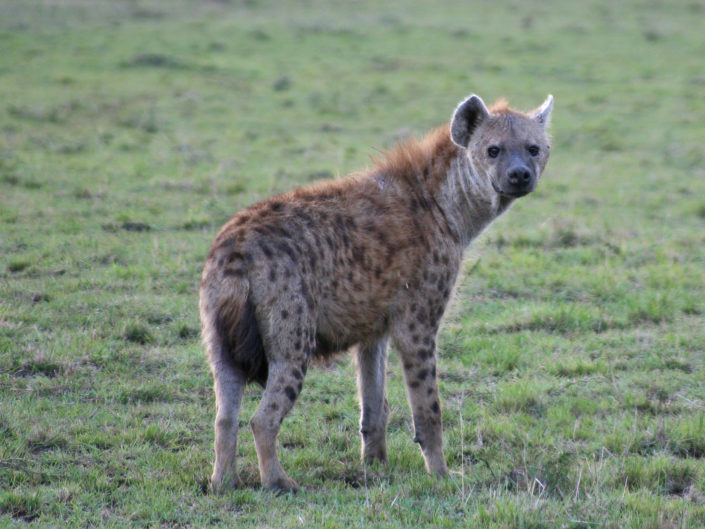 Spotted hyena