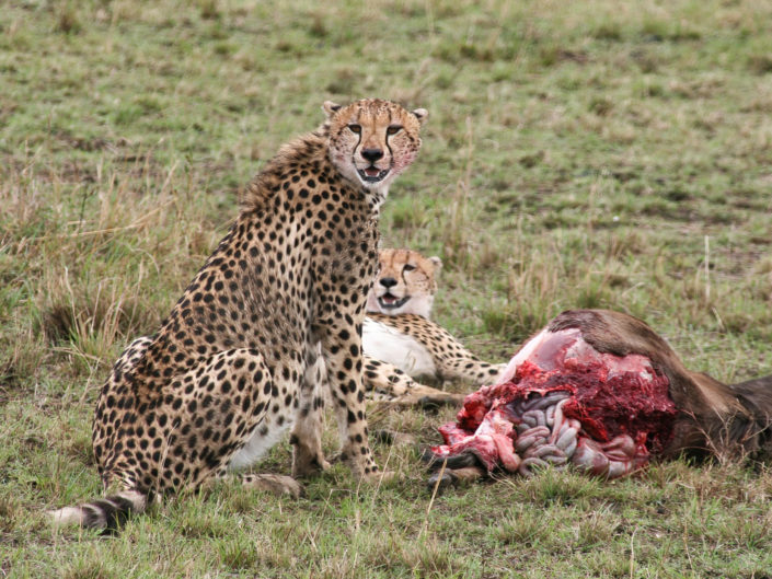 Southeast African cheetah