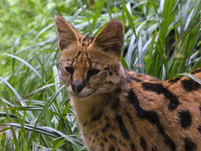 Serval