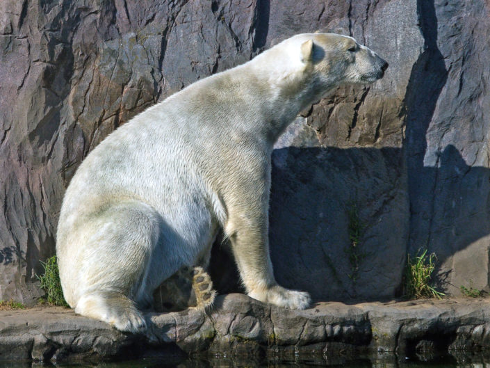 Polar bear