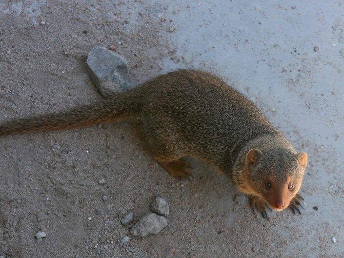 Banded mongoose