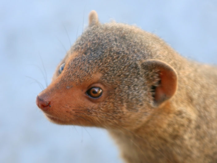 Banded mongoose