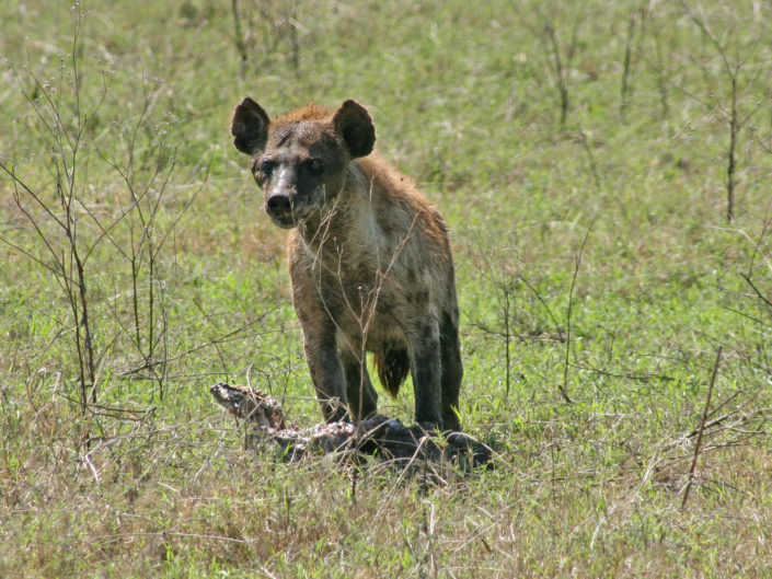 Spotted hyena
