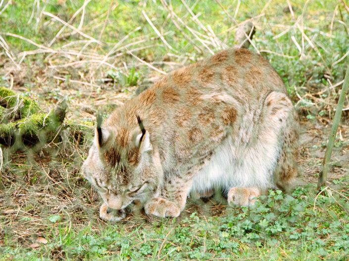 Bobcat