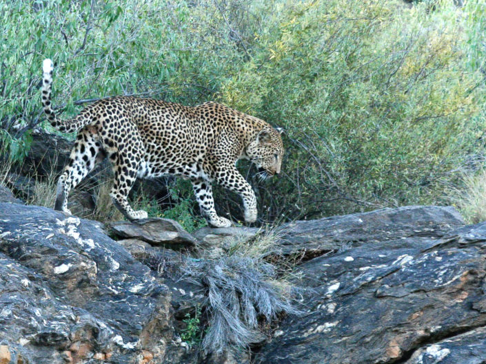 African leopard