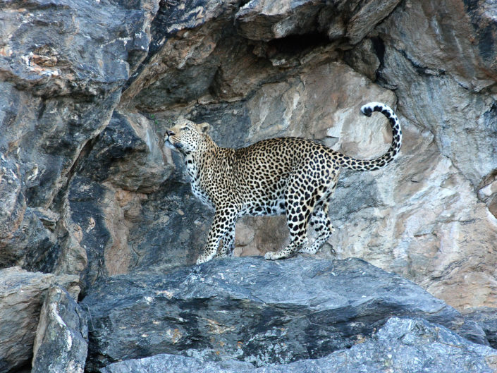 African leopard
