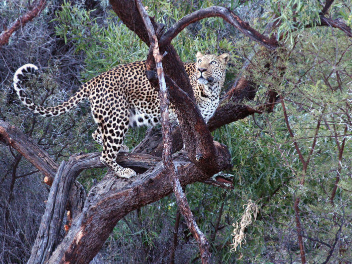 African leopard