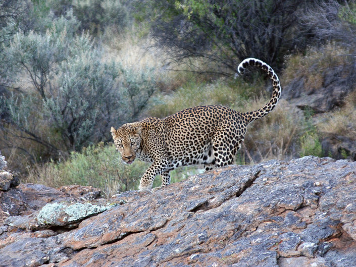 African leopard