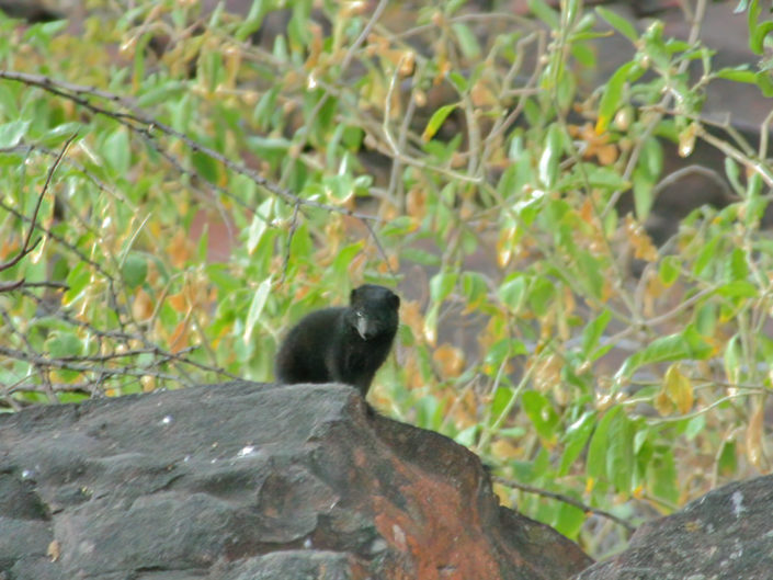 Black mongoose