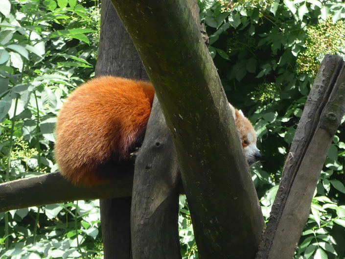 Red panda