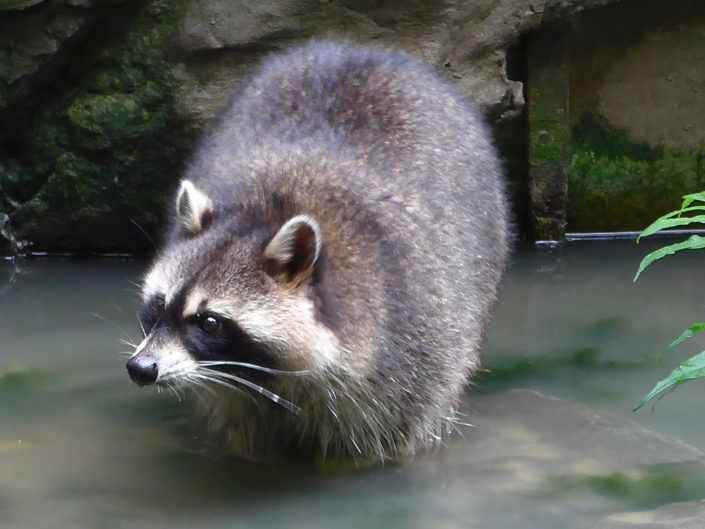 Raccoon
