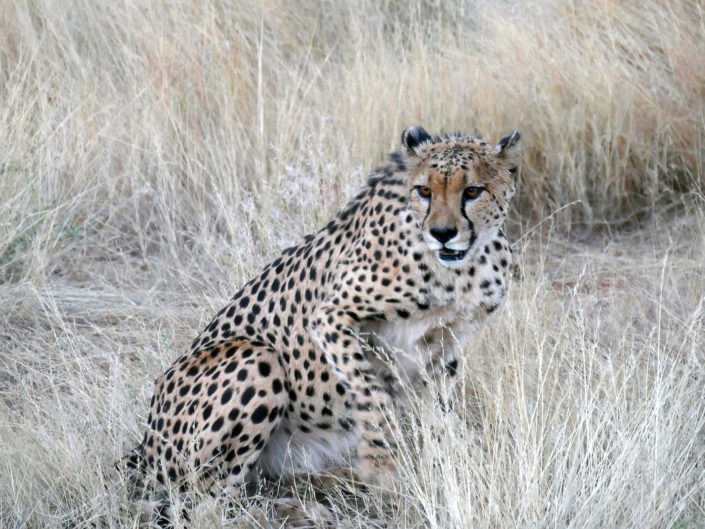 Southeast African cheetah