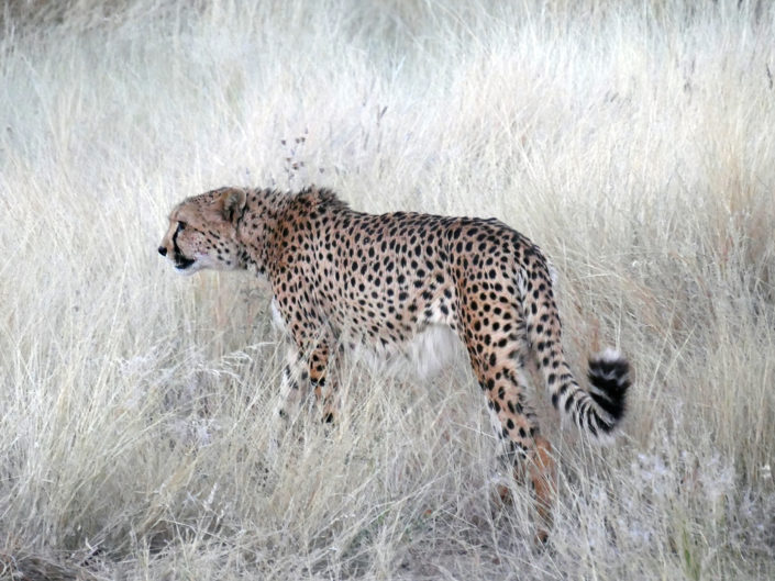 Southeast African cheetah