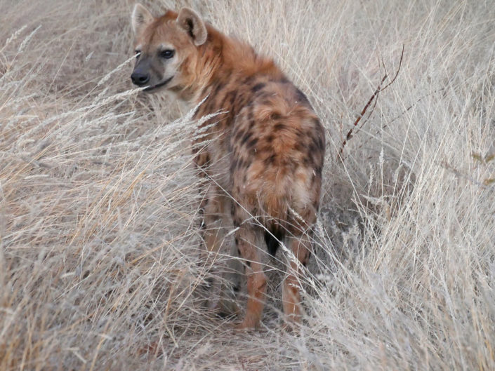 Spotted hyena