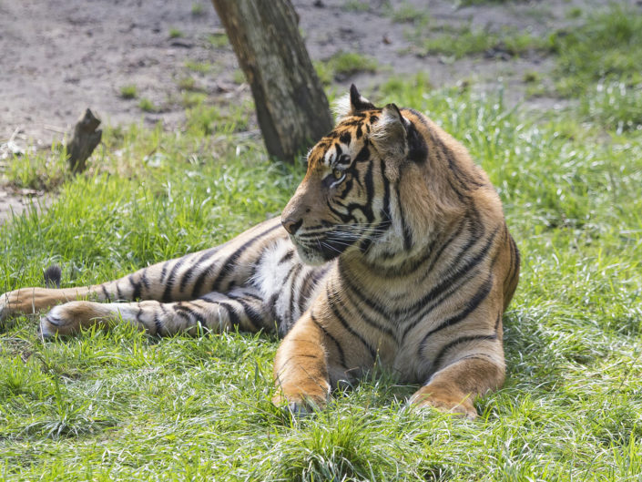 Sumatran tiger