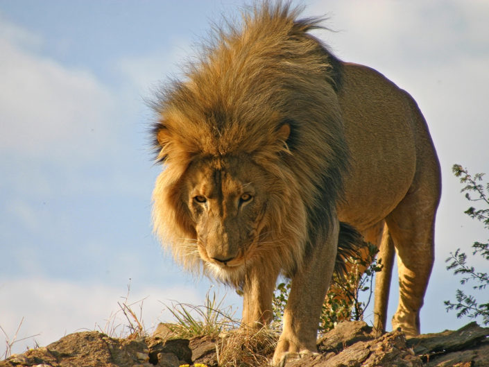 Southern lion