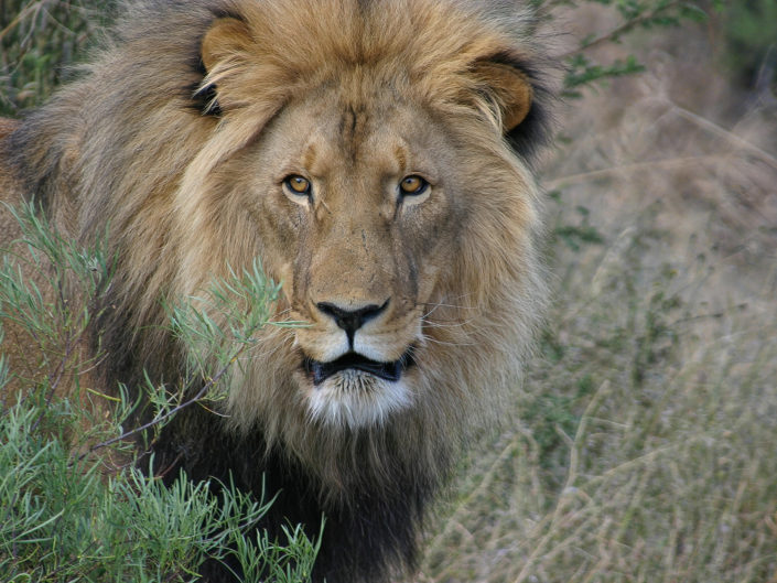 Southern lion