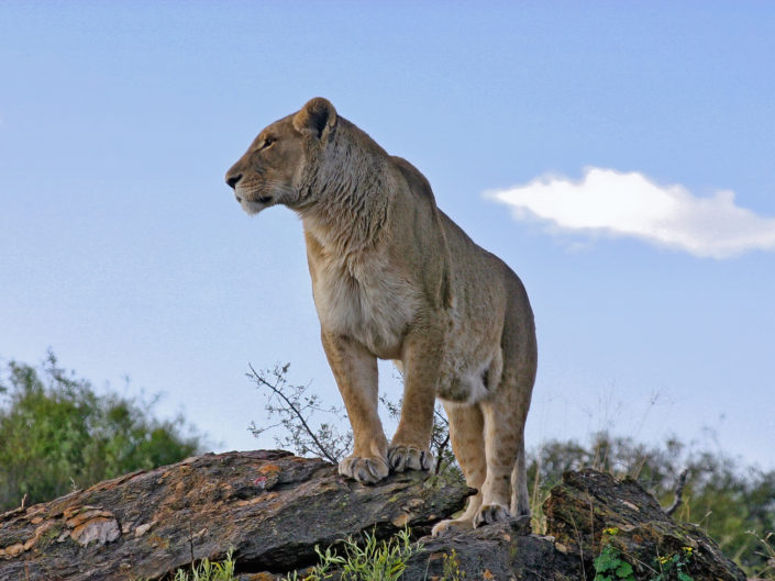 Southern lion