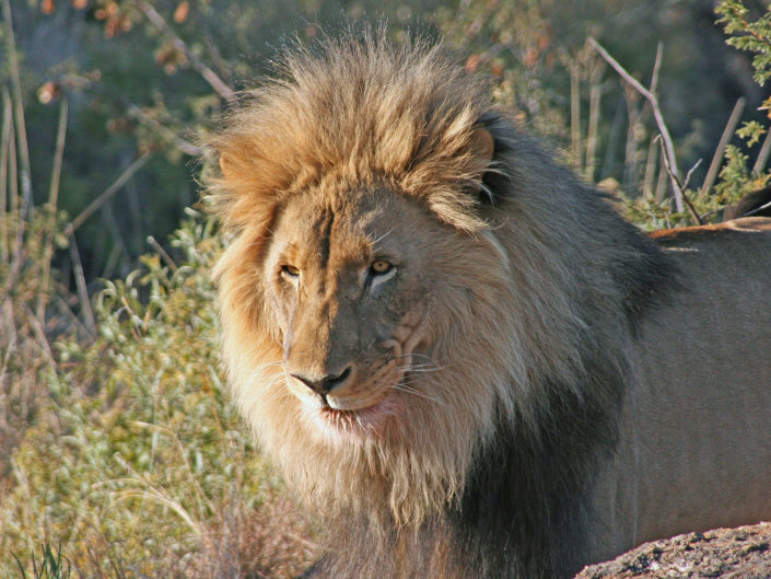 Southern lion