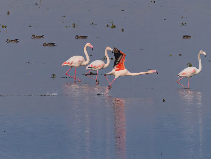 Greater flamingo