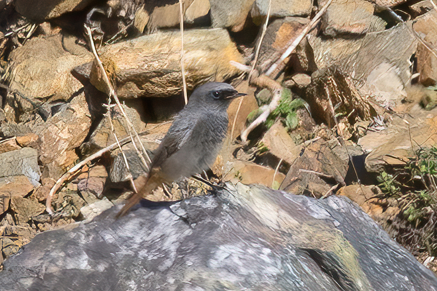 Black redstart