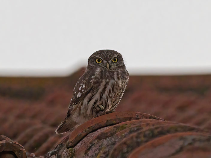 Little owl