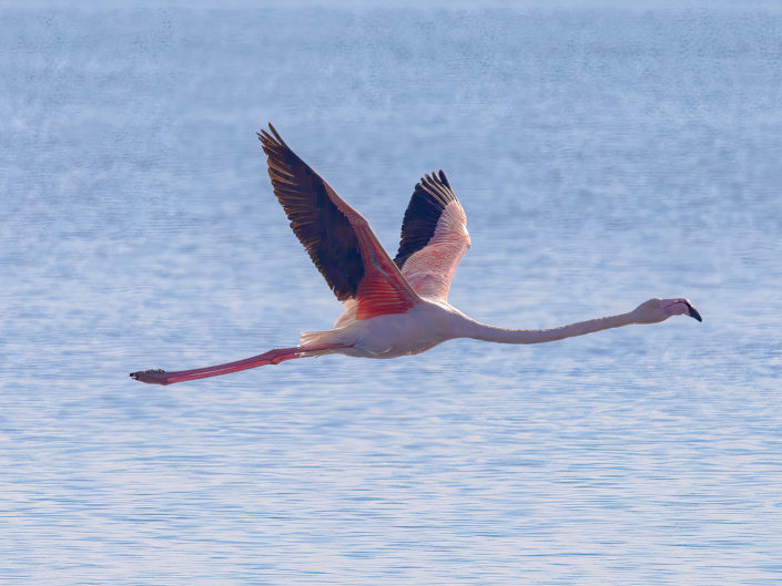 Greater flamingo