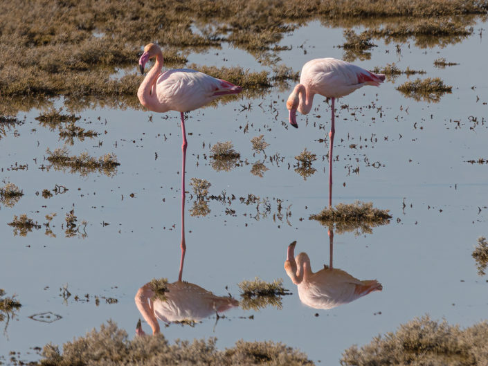 Greater flamingo