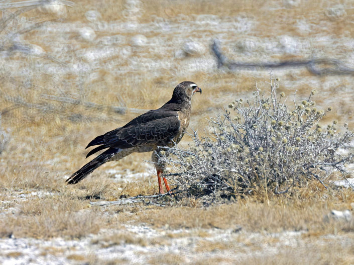 Melierax canorus, Pale chanting goshawk, imm. (junger Silber-Singhabicht)