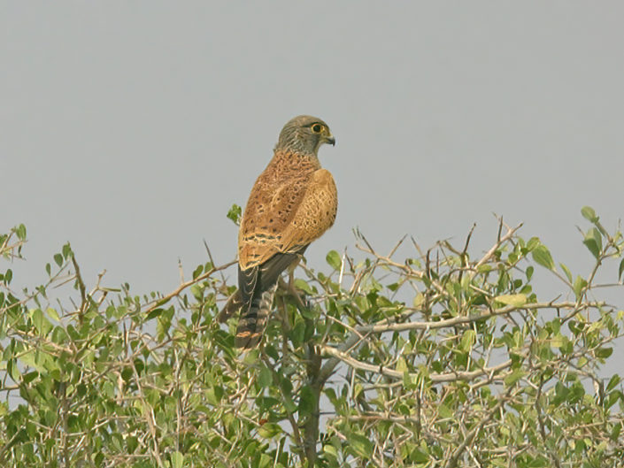 Rock kestrel
