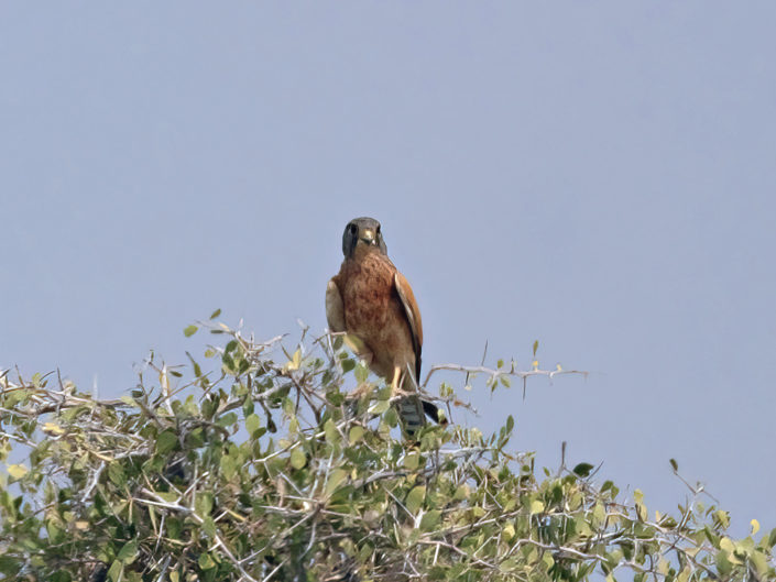 Rock kestrel
