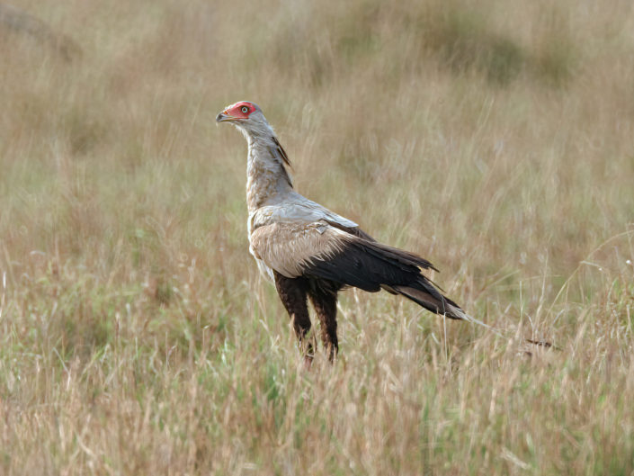 Secretarybird