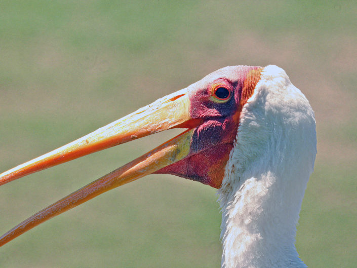 Yellow-billed stork